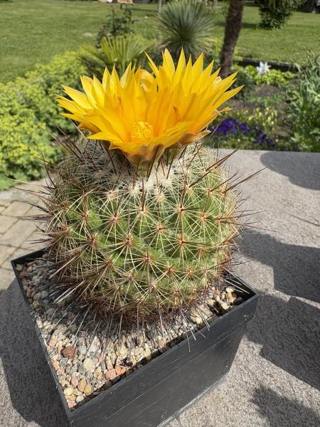 Thelocactus conothelos